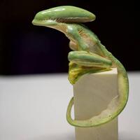 cari-hewan-peliharaan-yang-anti-mainstream-untuk-pemula-cekidot