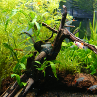 aquascape-for-everyone-learning-and-sharing---part-4