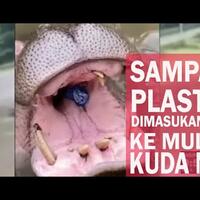 seorang-ibu---ibu-membuat-sampah-ke-mulut-kudanil