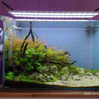 aquascape-for-everyone-learning-and-sharing---part-4