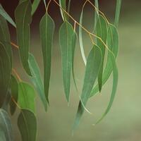 eucalyptus-daun-ajaib-yang-banyak-manfaat-aromanya-kini-paling-dicari