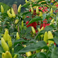 harga-cabe-rawit-mahal-simak-suka-duka-para-petani-cabe-rawit-jarang-dipublikasikan