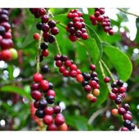 berbagai-buah-jaman-dulu-yang-hampir-punah-nomor-7-sekarang-jadi-primadona-loh