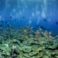 pecinta-diving-ini-6-destinasi-wisata-terbaik-di-dunia-untuk-melakukan-diving