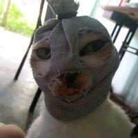 penyebab-head-bunting-pada-kucing-bagaimana-tanda-dan-cara-menanganinya