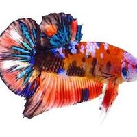 ikan-cupang-koi-jadi-incaran-para-kolektor-ikan-hias-di-jepara