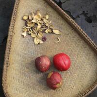 populer-sebagai-peribahasa-inilah-ujud-asli-buah-simalakama-beserta-manfaatnya