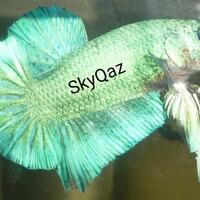 community-challenge-waktunya-cupang-mekar-mampang