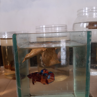 community-challenge-waktunya-cupang-mekar-mampang