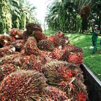 demi-energi-terbarukan-emiten-ini-investasi-setengah-triliun-lebih