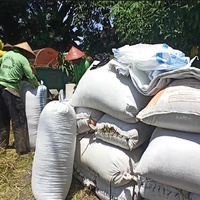 bulog-target-serap-15-ribu-ton-gabah-petani-di-karanganyar