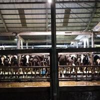 stok-sapi-melimpah-tapi-daging-masih-impor-ini-masalahnya