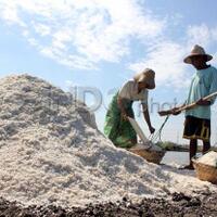 ada-rencana-impor-garam-307-juta-ton-daya-saing-garam-lokal-dinilai-masih-rendah