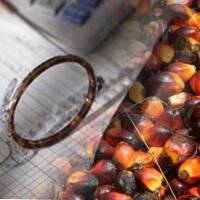 berkah-kenaikan-harga-cpo-dorong-kinerja-aali-di-2020