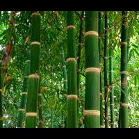 asma-aji-lindu-gendeng--bambu-gila