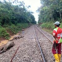 11-ekor-kerbau-ditabrak-kereta-api-ini-yang-dilakukan-pemiliknya