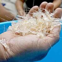 penyelundupan-72290-benur-di-bandara-soetta-berhasil-digagalkan-polisi