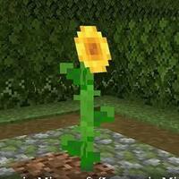 5-kegunaan-bunga-matahari-di-minecraft