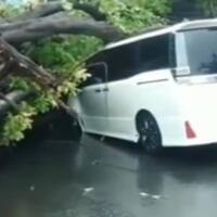 pohon-besar-tumbang-di-keboyaran-lama-mobil-mewah-berwarna-putih-ini-ringsek