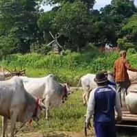 memandikan-sapi-dengan-air-sendang-bidadari-tradisi-unik-di-gresik-sambut-ramadhan