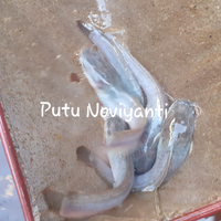 ikan-lelemu-mogok-makan-ini-nih-tips-dan-trik-untuk-mengatasinya-gratis