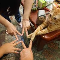 ajib-dipasang-chip-otak-oleh-elon-musk-monyet-ini-bisa-main-game-otw-mabar-nih