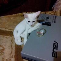 ch-3a-rainbow---inilah-drone-yang-mengintai-aksi-demonstrasi-di-myanmar