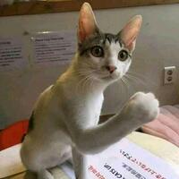 jembatan-putus-kabel-listrik-bekas-jadi-jembatan-darurat-di-malaka-ntt