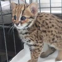 warga-kediri--nemu--anak-kucing-hutan-langka-nyasar-ke-perkampungan