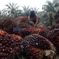 sigap-terapkan-prokes-industri-sawit-mampu-bertahan-di-tengah-pandemi