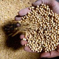 mencari-solusi-meredam-gejolak-harga-kedelai