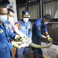 masuk-rumah-ular-sanca-25-meter-gegerkan-warga-cipete-jaksel