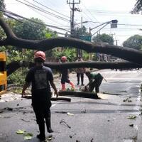 24-pohon-di-jakarta-barat-tumbang-damkar-dki-itu-laporan-yang-masuk