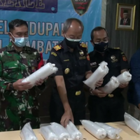bea-cukai-juanda-gagalkan-penyelundupan-baby-lobster-senilai-rp8-miliar