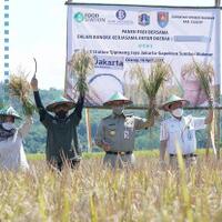 gubernur-jakarta-anies-baswedan-panen-raya-padi-di-cilacap