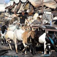 pedagang-pasar-kambing-tanah-abang-sudah-jalankan-aktivitas-jual-beli