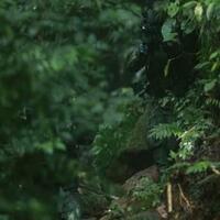 sangar-ini-penampakan-seragam-baru-hantu-rimba-kopassus