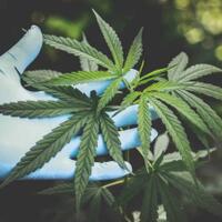 segera-dibuka-ladang-ganja-terbesar-di-australia