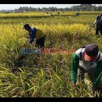 blitar-gempar-buruh-tani-tewas-terlilit-kabel-di-area-persawahan