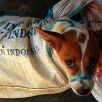 tragis-anjing-di-solo-dipukul-hidup-hidup-sampai-mati-sebelum-jadi-santapan