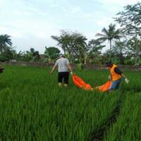hilang-4-hari-kakek-berusia-84-tahun-ditemukan-tewas-di-sawah