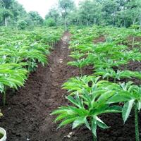 petani-porang-madiun-mendadak-jadi-jutawan-hasil-panennya-diekspor-hingga-as