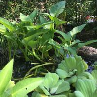 tutorial-menanam-kangkung-hidroponik-menggunakan-keranjang-dan-ember