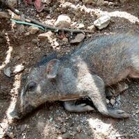 heboh-babi-ngepet-di-depok-warga-dipungut-rp2-ribu-jika-ingin-lihat