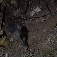 heboh-babi-ngepet-tertangkap-di-depok-netizen-prospek-tuyul-juga-bakal-makin-suram