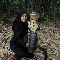 viral-di-medsos-gadis-bandung-ini-pamer-atraksi-bareng-king-cobra-4-meter