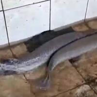 3-ekor-ikan-aligator-asal-perairan-amazon-as-diamankan-polres-merangin