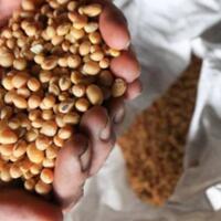 abai-dengan-impor-kedelai-sampai-kapan