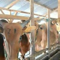 ketersediaan-sapi-di-bangka-tengah-pada-h-10-hari-raya-idul-fitri-dinyatakan-aman