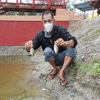 ribuan-ikan-di-kawasan-wisata-cemara-mendadak-mati